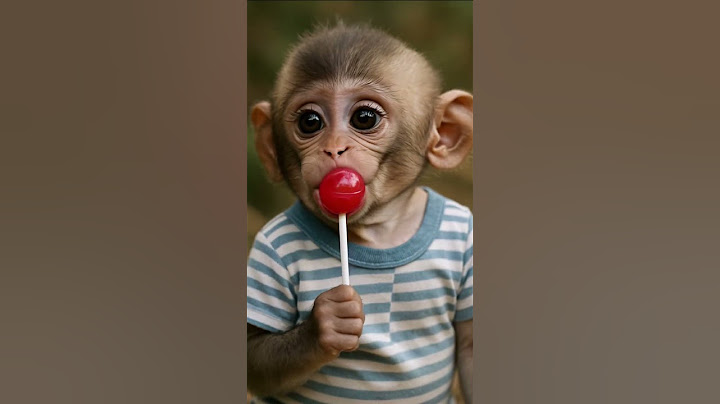 Baby Monkey Tastes a Lollipop… Then Bursts Into Laughter! 🍭😂