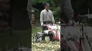 Onion harvesting work with YANMAR Onion Harvester HT20A-A #shorts #agrimachinery