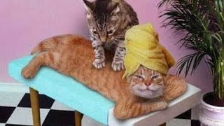 Кошки делают массаж. Смешные животные