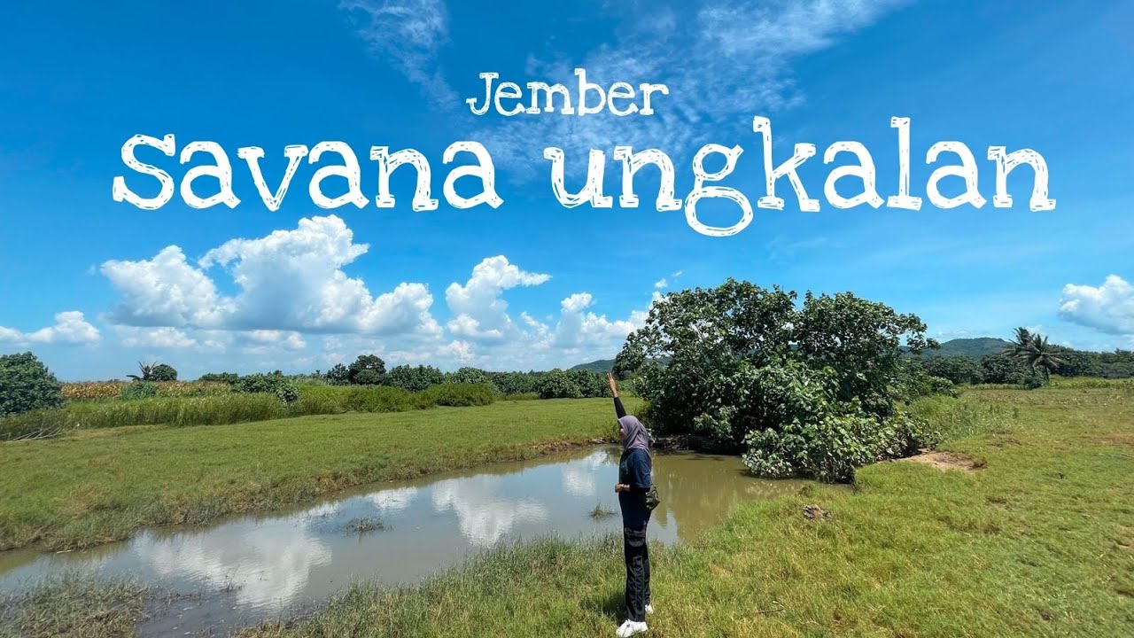JEMBER 2022/Savana ungkalan jember/ Wisata Jember/ viral