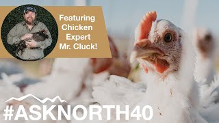 Mastering Meat Birds: Cornish Cross Chickens 101