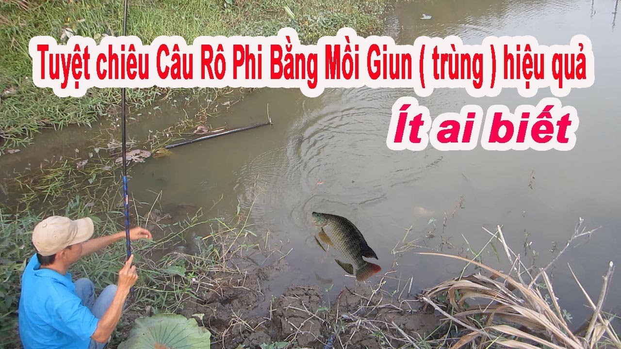 Cách Câu Cá Rô Phi Thiên Nhiên bằng mồi giun cực nhạy không phải ai ...