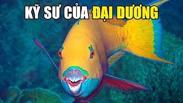 Cá Vẹt - Thợ Xây Cát Trắng | Khám Phá Thế Giới Động Vật Hoang Dã