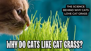 Why Do Cats Like Cat Grass? The Science Behind Why Cats Love Cat Grass by Cats Globe 216 views 1 month ago 2 minutes, 33 seconds