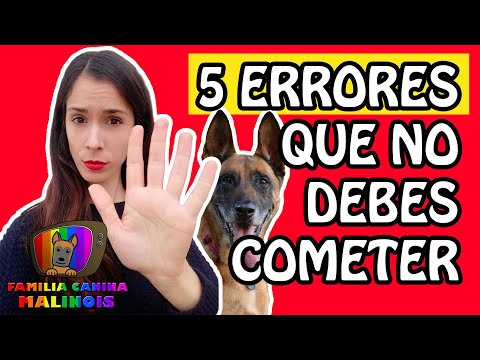 5 ERRORES que COMETES al entrenar a tu perro que ARRUINAN SU OBEDIENCIA | Adiestramiento Canino