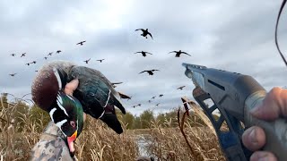 видео: Зелёные головы и шилохвосты | Ограничения для всех селезней, но каждый селезень становится красивее картинка: Зелёные головы и шилохвосты | Ограничения для всех селезней, но каждый селезень становится красивее