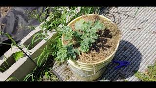 Watermelons in 25L Buckets