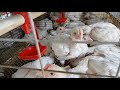 Ufugaji Wa Kuku Wa Nyama BROILER Kwa Kutumia CAGES Una TIJA NA MANUFAA MAKUBWA Ufugaji Wa Kuku Wa Nyama BROILER Kwa Kutumia CAGES Una TIJA NA MANUFAA MAKUBWA