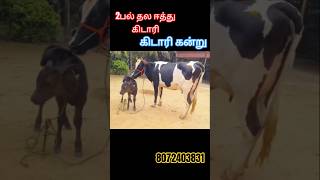 2பல் தல ஈத்து கிடாரி விற்பனைக்கு வந்துள்ளது #jersey #cow #cowfarming #cowfarm #cattle #jerseycows