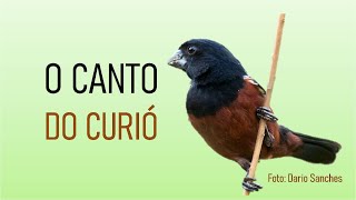 O canto do curió - um macho, uma fêmea e seus filhotes selvagens cantando na floresta screenshot 2