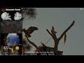 🦅Yesterday at SuperBeaks | Apr 2, 2026 - Pepe seems a bit grumpy today!👀Checking in with the 'lets💕
