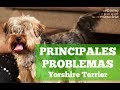 Yorkshire terrier: Sus principales problemas de salud