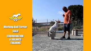 Bull Terrier Training ,Balance And Coordination Training