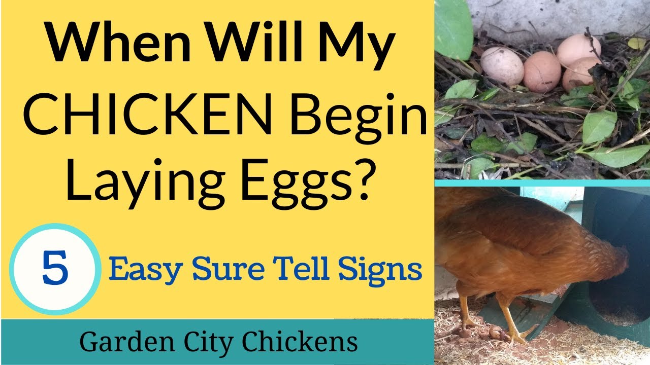 When will Hen lay her First Egg? 5 Easy Signs!