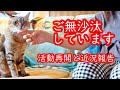 【保護猫】またゆっくりと活動再開をしていきます 動画更新が途絶えた訳と近況報告