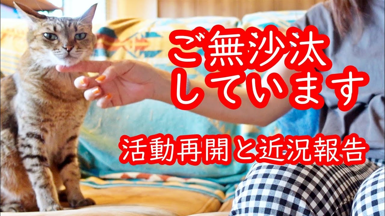 【保護猫】またゆっくりと活動再開をしていきます 動画更新が途絶えた訳と近況報告