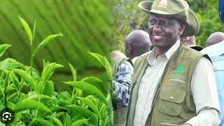 President Ruto gives KTDA tough conditions to KTDA. for the better of tea farmers.
