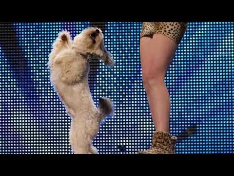 bgt dancing dog