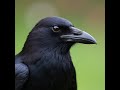 that some animals display astonishing cognitive skills (Part 504)