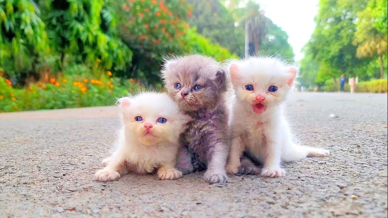Six little ones stayed together until care reached them.