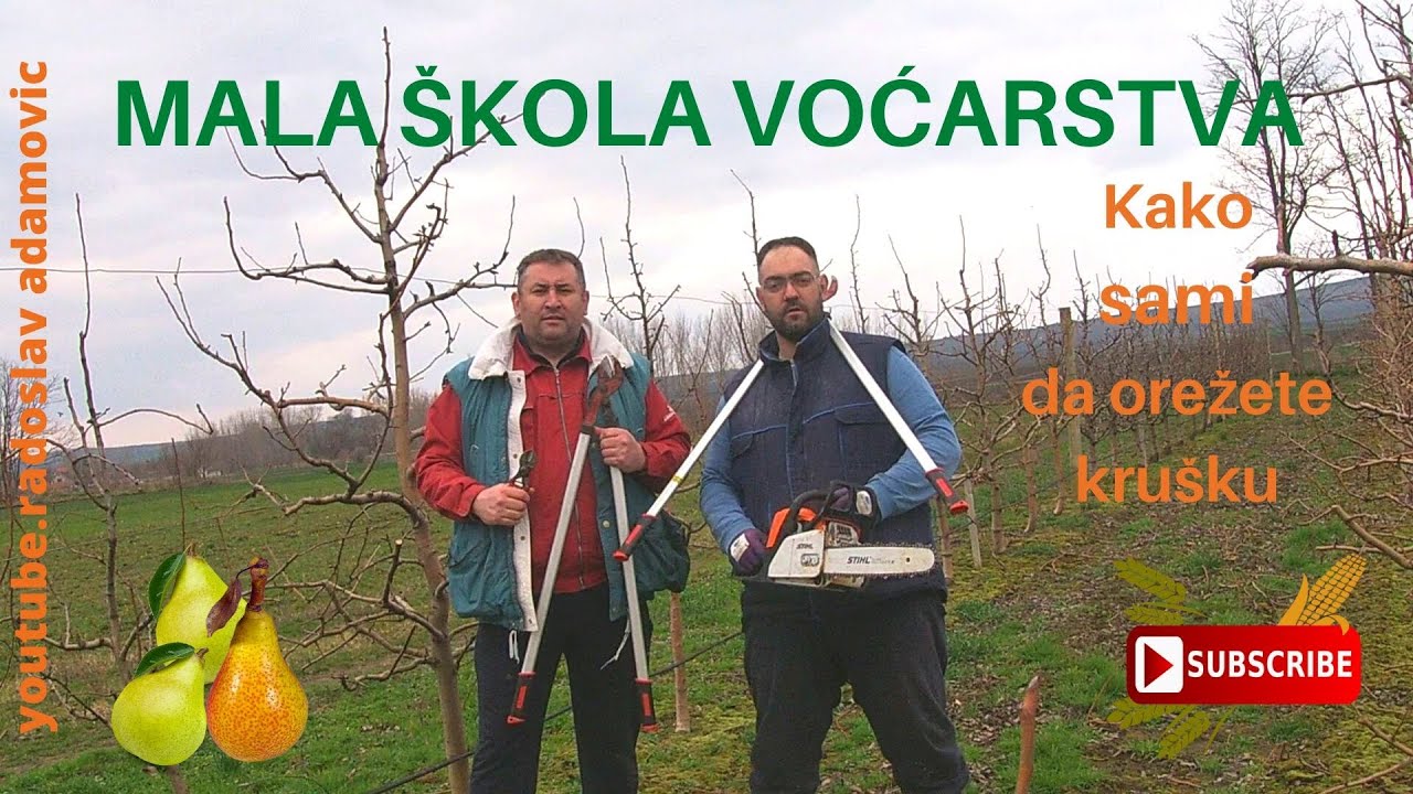 How to prune pear trees ,Kako obaviti zimsko orezivanje kruške , Nauči da orežeš voćnjak !