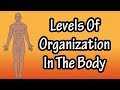 Levels of Organization in the Human Body