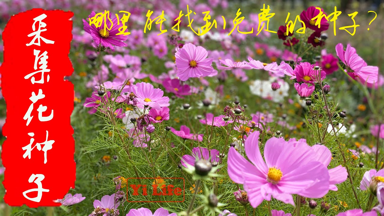 推荐十种撒种子就能活的花再也不要花钱买花了秋天到了快去收集花种子吧 Ep037 Yi Life Youtube