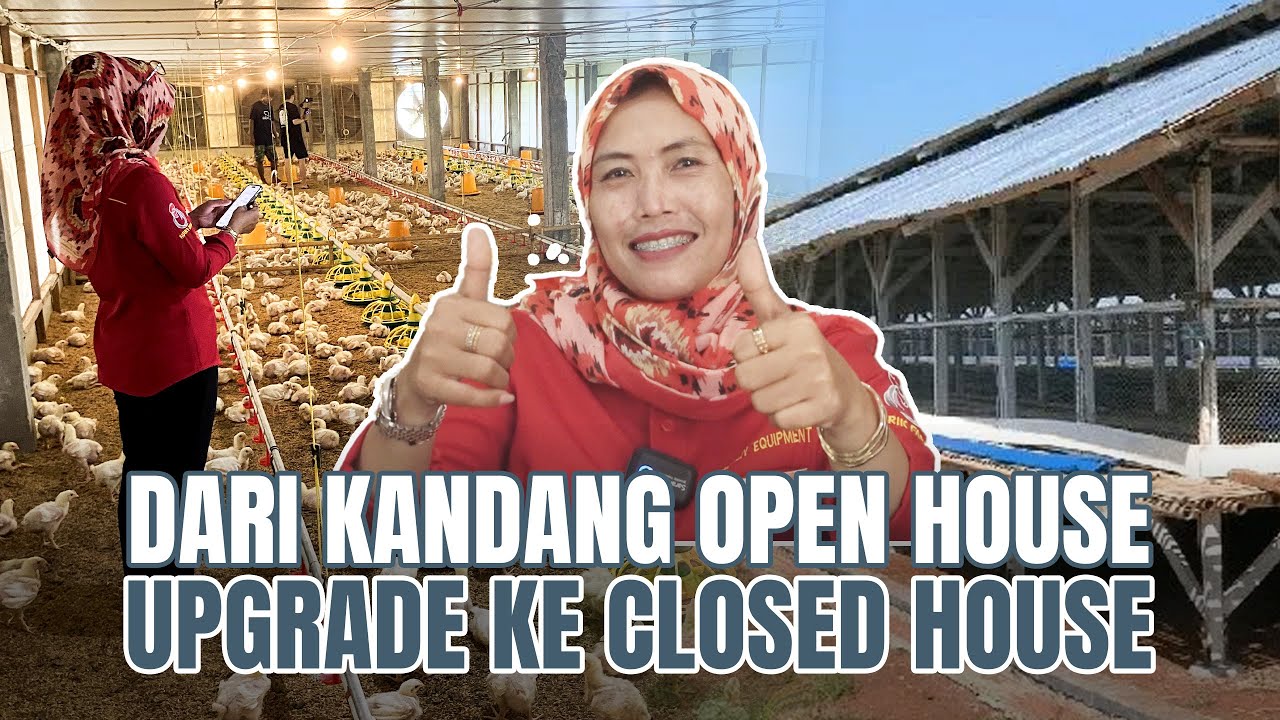 Sukses Beternak Ayam 10 Tahun! 80.000 Ayam dengan Teknologi Terkini | CHICKIN FARMILY 14