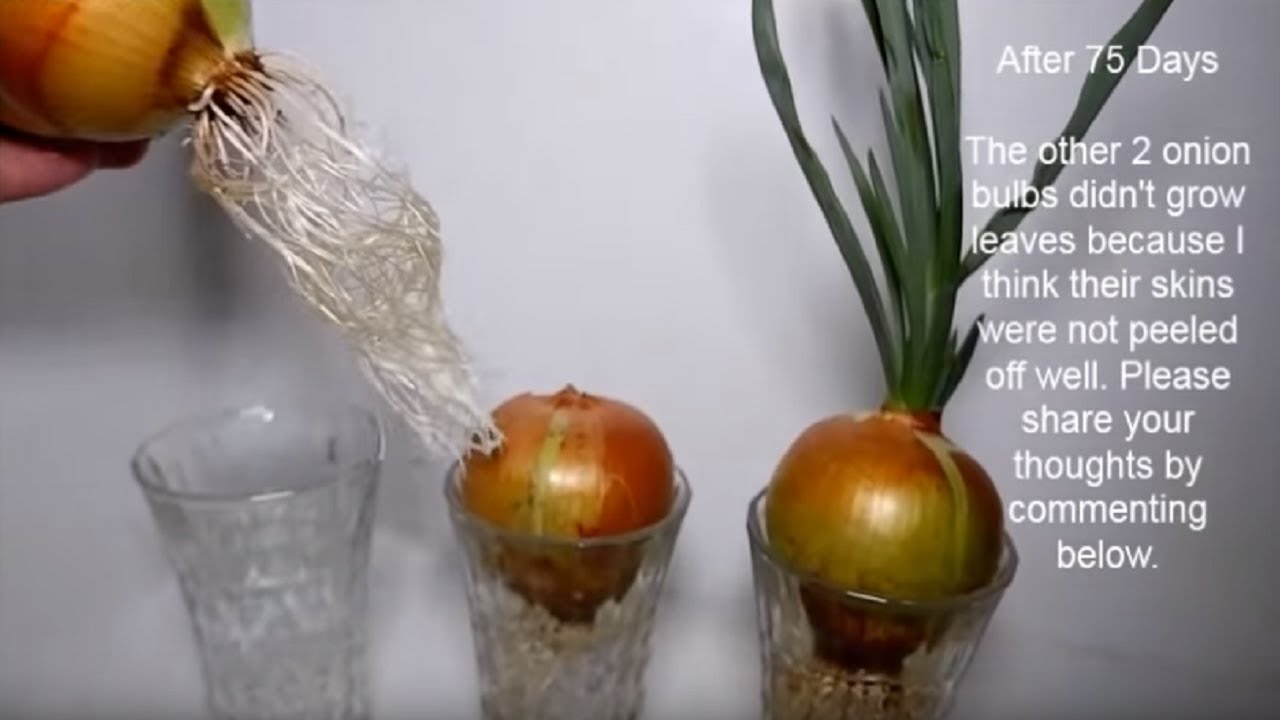 How to Grow Onion Bulbs in Water  