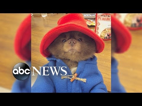 Adorable Pup breaks the internet with Paddington Bear costume