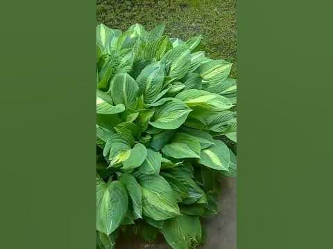 Хоста - большой красивый куст #хоста #хосты #цветы #дача #сад #flowers ...