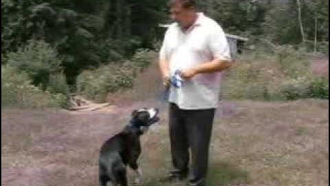 Dog Training - Heel Command 2