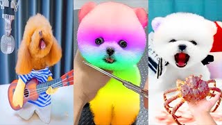 Funny and Cute Dog Pomeranian 😍🐶| Funny Puppy Videos #356