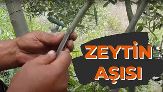 Zeyti̇n Aşisi Nasıl Ne Zaman Yapılır Aşı Taktikleri Grafting 