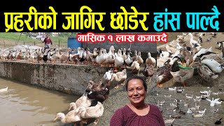 नेपाल प्रहरीको जागिर छोडेर हाँस पाल्दै| मासिक १ लाख कमाउदै| एक सजिलो ब्यवसाय | Duck Farming in Nepal