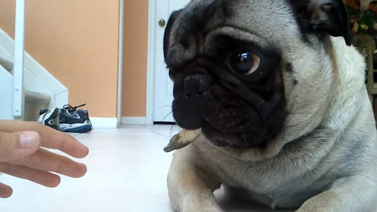 мопс гавкает. лай мопса. мопс фото собаки. собачка мопс. мопс европейский.