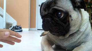 Buddy the Mischievous Pug: Bad To The Bone