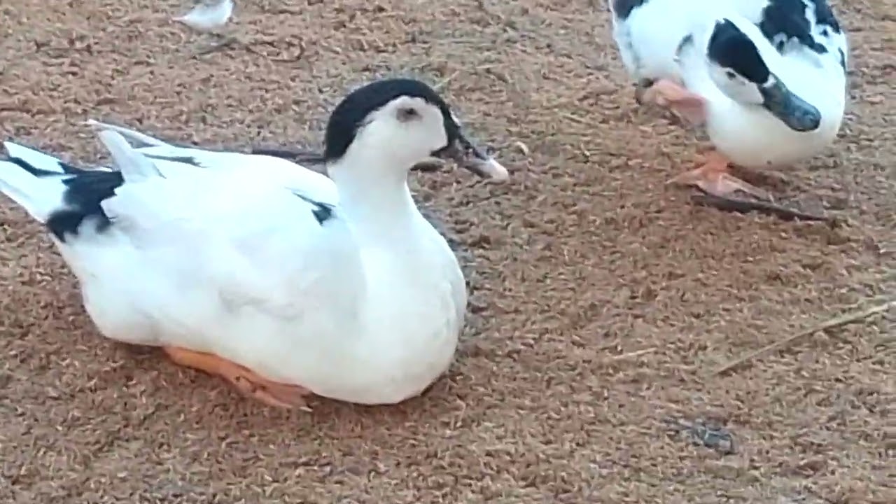 Eto na ang nangyari....