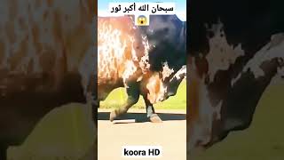 shortsسبحان الله أكبر ثور في العالم ?/shortsThe biggest bull in the world?