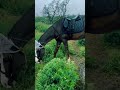नक्की सह्याद्रीत जाऊन फुलांना भेट द्या 🌸🪻🌼💐🌻