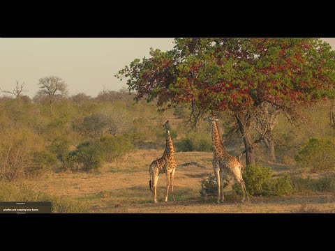 Giraffe in Glorious Evening Light with a Blooming Weeping Boer Bean