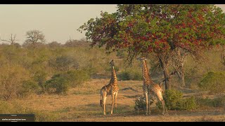 Giraffe in Glorious Evening Light with a Blooming Weeping Boer Bean