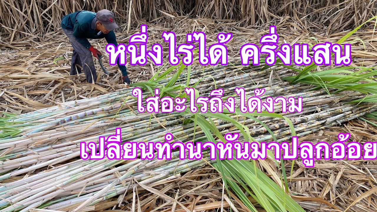 เลิกทำนาหันมาปลูกอ้อย 1 ไร่ได้ 50,000 กว่า#กดติดตาม #ชัยภูมิ #สร้างรายได้ #อ้อย #เกษตรอินทรีย์