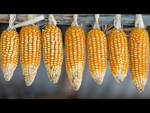 Video: Container Grown Corn - Kan jy mielies in houers kweek