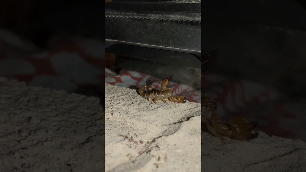 Scorpio maurus palmatus (Israeli Gold Scorpion) 🦂👑. 