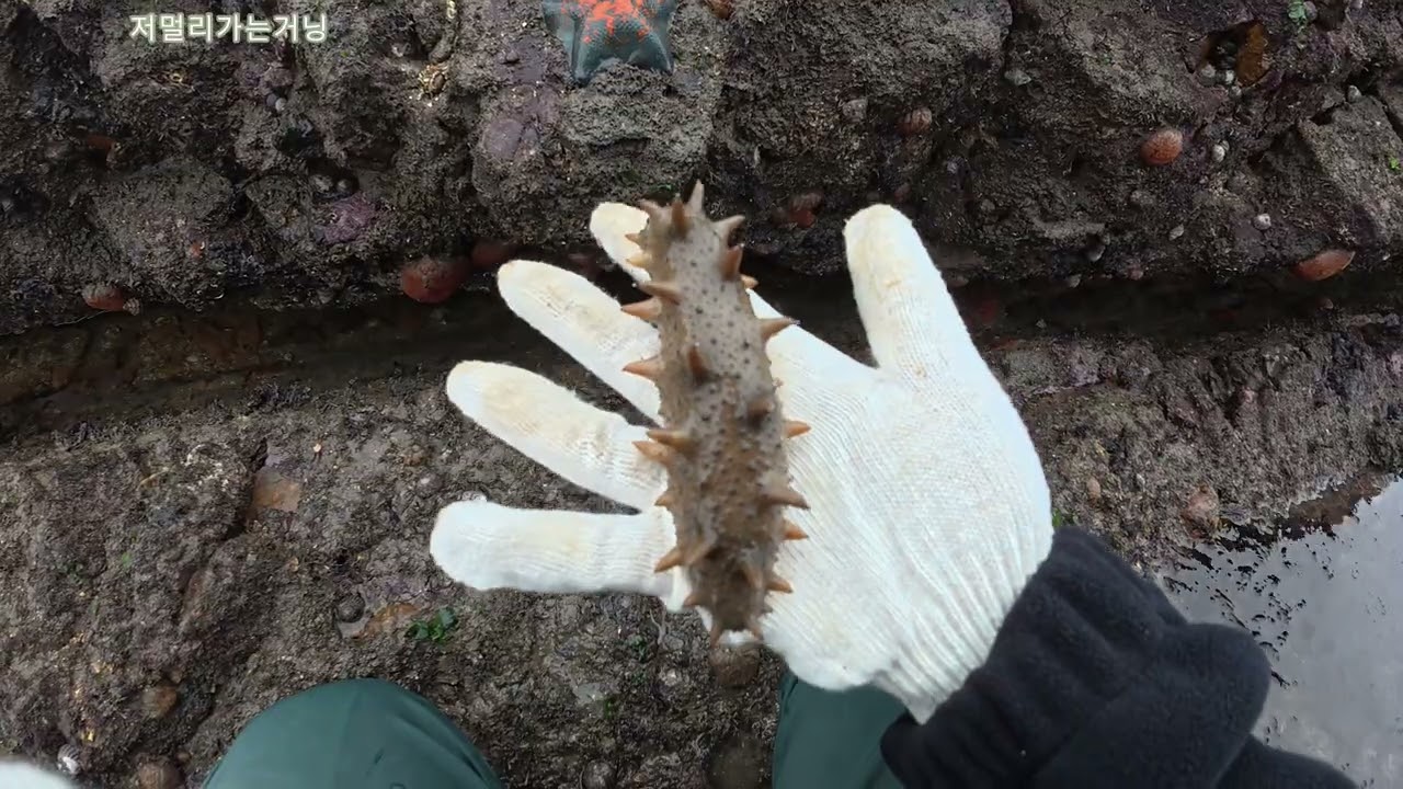 해삼 포인트 발견!