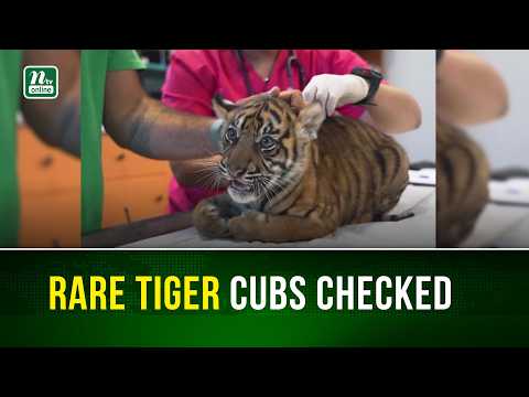 Rare Sumatran tiger cubs get first health checks at Athens zoo | NTV Global