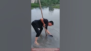 Duck Farmer Removes Predatory Snakehead After Duckling Attacks