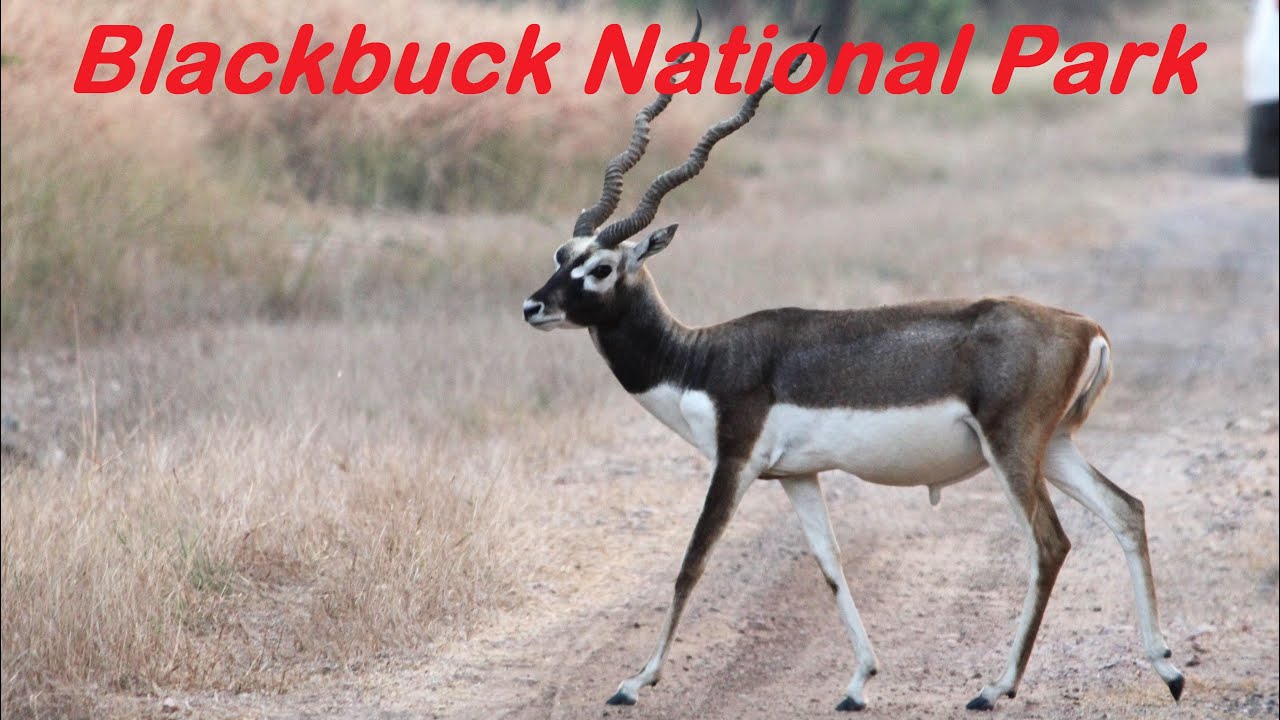 Blackbuck National Park - Velavadar l Shri Khodiyar Mandir - Rajpara