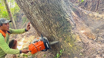 Extreme... Felling and evacuation of trees in difficult locations.